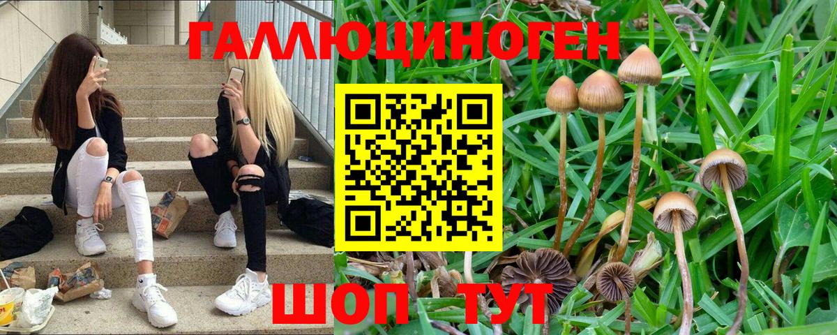 Малоярославец  Галлюциногенные грибы Psilocybe  Вход с VPN 